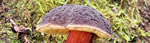 Boletus Zelleri